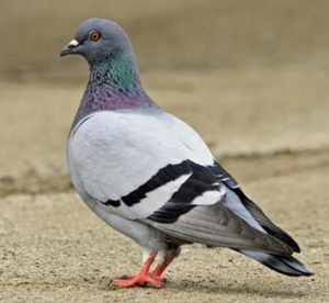 Pigeon
