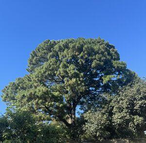 Pine Tree