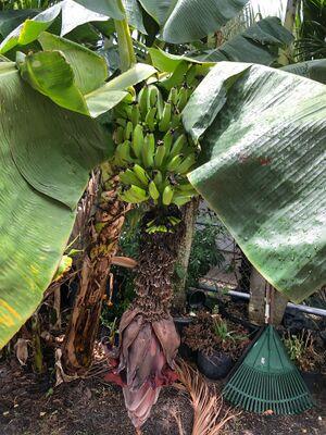 Plantain