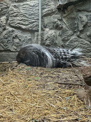Porcupine