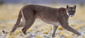 Puma