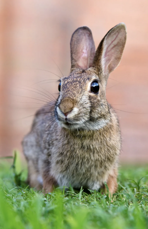 Rabbit