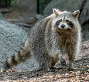 Raccoon