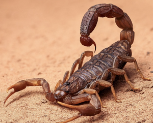 Scorpion