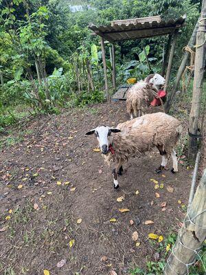 Sheep