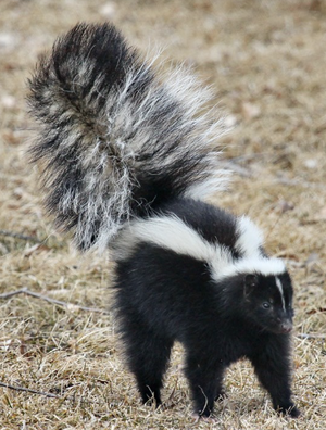 Skunk