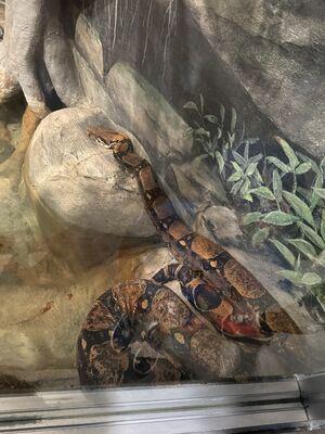 Snake