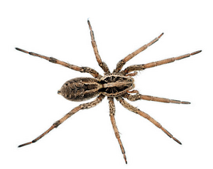 Spider