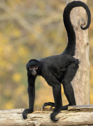 Spider Monkey