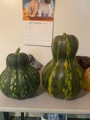 Squash