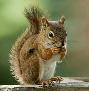 Squirrel