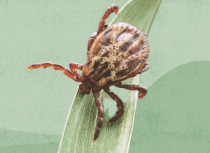 Ticks