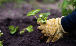 Plant (to sow)