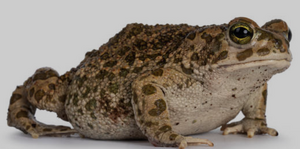Toad