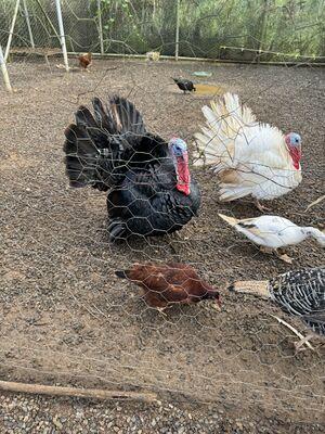 Turkey