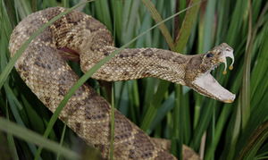 Viper Snake