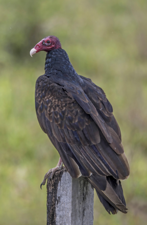 Vulture