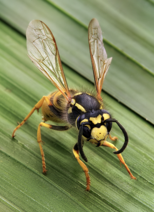 Wasp