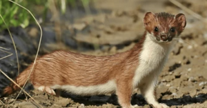 Weasel