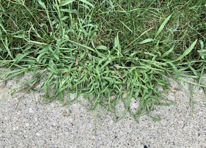Weeds