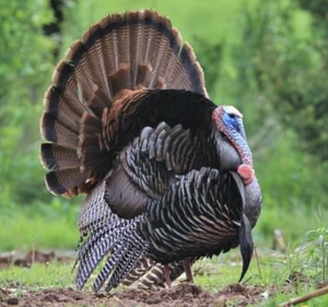 Wild Turkey