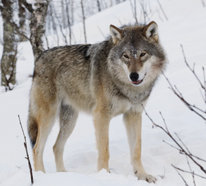 Wolf