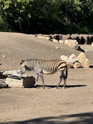 Zebra