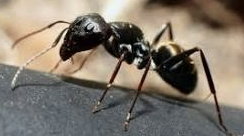 Ant