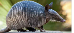 Armadillo