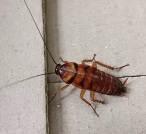 Cockroach
