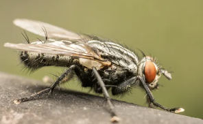 Fly (Black Fly)