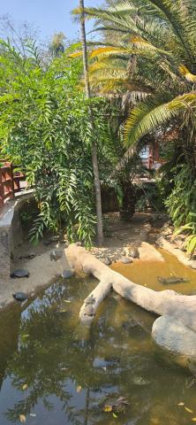 Turtle