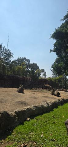 Elephant