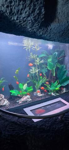 Fish