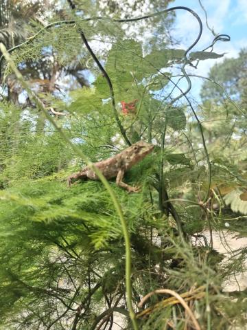 Lizard