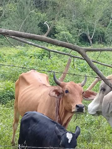 Ox